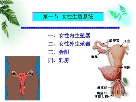 女性生殖器|小知识:女性生殖系统